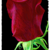 My Rose Entry for the I Pad Challenge
